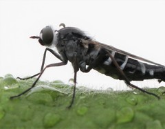 Psilocephala imberbis