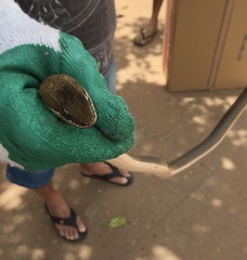 Philodryas nattereri