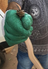 Philodryas nattereri