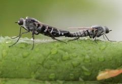 Psilocephala imberbis