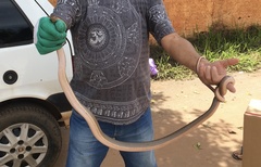 Philodryas nattereri