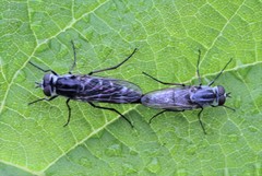 Psilocephala imberbis