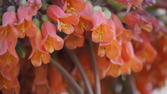 Kalanchoe × houghtonii