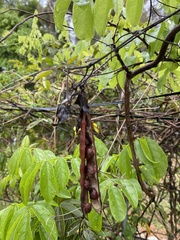 Millettia