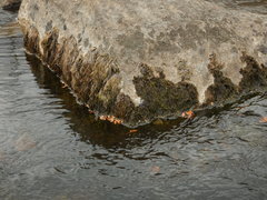 Fontinalis hypnoides