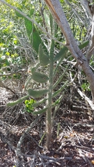 Consolea corallicola