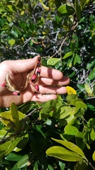 Pithecellobium keyense