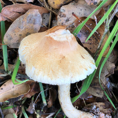 Lepiota spheniscispora