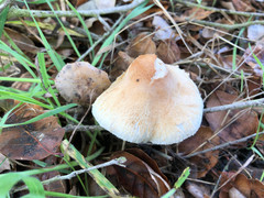 Lepiota spheniscispora