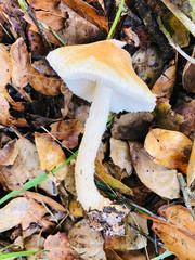 Lepiota spheniscispora