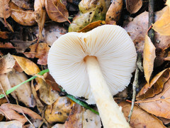 Lepiota spheniscispora
