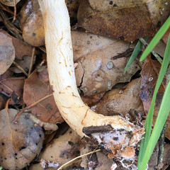 Lepiota spheniscispora