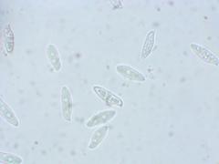 Lepiota spheniscispora