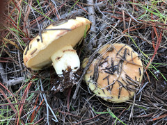 Suillus pseudobrevipes