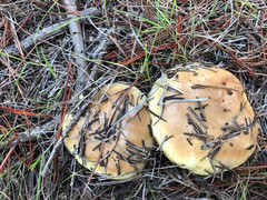 Suillus pseudobrevipes