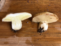 Suillus pseudobrevipes