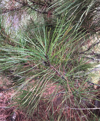 Suillus pseudobrevipes