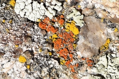 Rufoplaca arenaria
