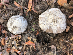 Amanita protecta