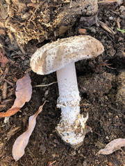Amanita protecta