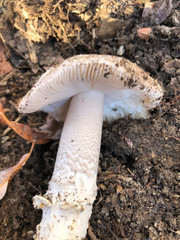 Amanita protecta