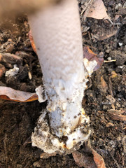 Amanita protecta