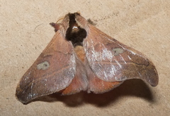 Hylesia nanus