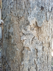 Roseodendron donnell-smithii