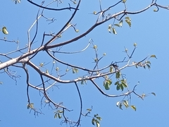 Roseodendron donnell-smithii