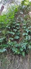 Passiflora adenopoda