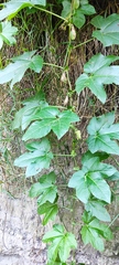 Passiflora adenopoda