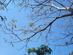 Roseodendron donnell-smithii