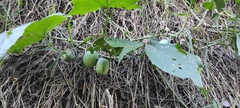 Passiflora adenopoda