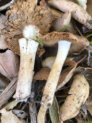 Inocybe brunnescens
