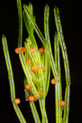 Chara australis