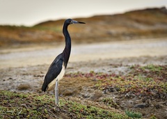 Egretta tricolor