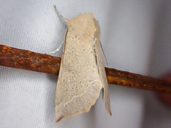 Perigonica fulminans