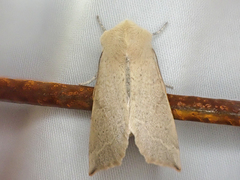 Perigonica fulminans