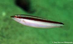 Suezichthys devisi
