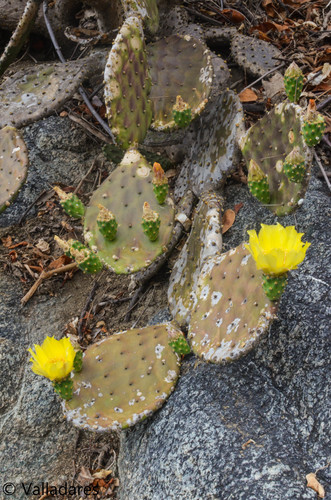 decumbens cactus