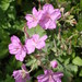 Sticky Geranium - Photo (c) Kuxansum, some rights reserved (CC BY-NC)