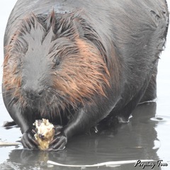 Castor canadensis