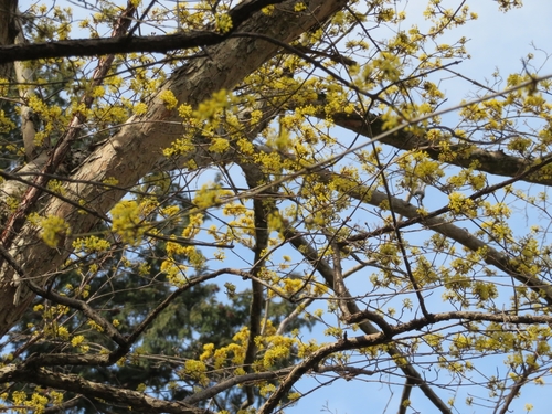Cornus officinalis
