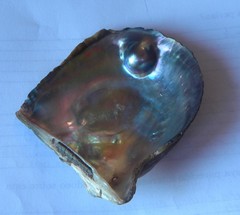 Pteria sterna