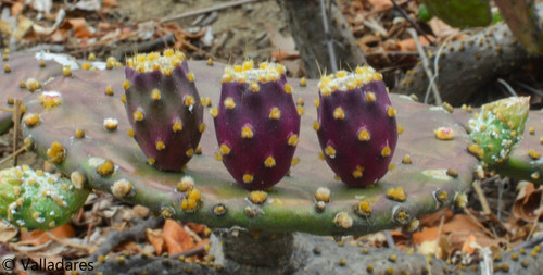 decumbens cactus