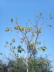 Roseodendron donnell-smithii