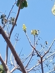 Roseodendron donnell-smithii