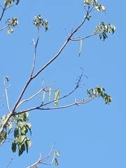 Roseodendron donnell-smithii