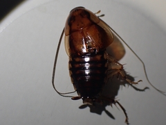 Celatoblatta undulivitta