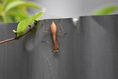 Miomantis caffra
